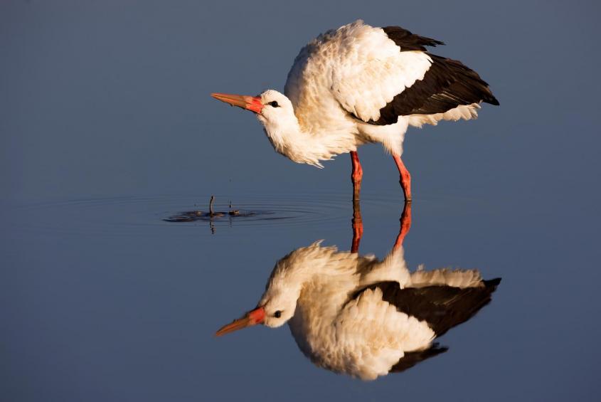 Stork reflecting 